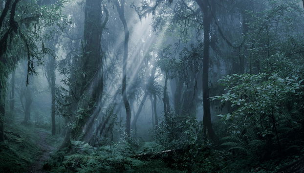 Randonnée de nuit dans la réserve de la forêt tropicale d'Iryapú
