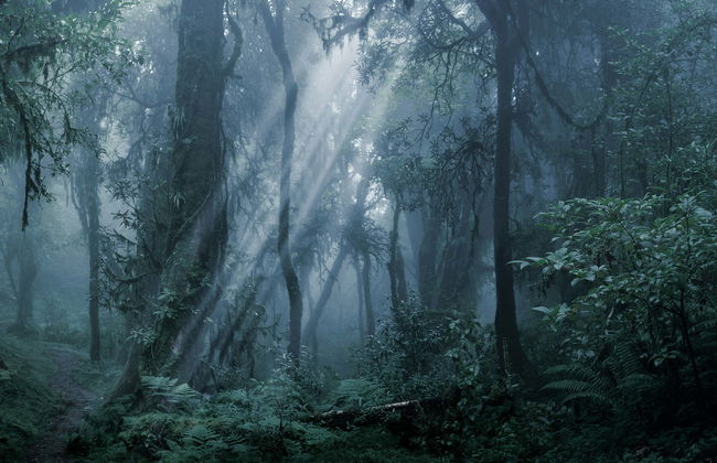 Randonnée de nuit dans la réserve de la forêt tropicale d'Iryapú - Photo 4