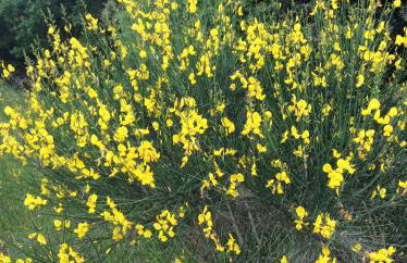 Borgo Buciardella - Foto 9