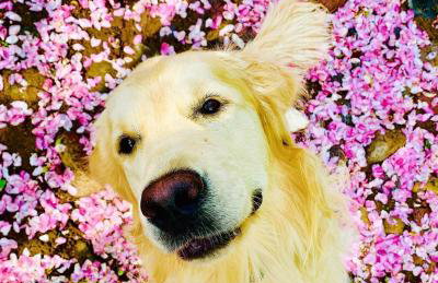 Cisowe Wzgórze - Foto 21