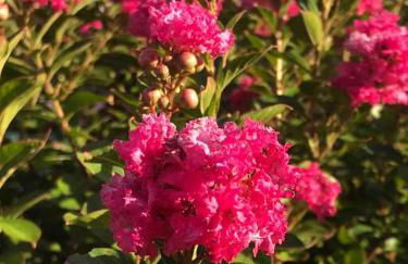 Fenton Oasis - Foto 32