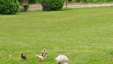 SielskoAnielsko - Foto 3