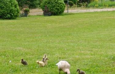 SielskoAnielsko - Foto 3