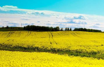 Domki pod jabłonką - Foto 8