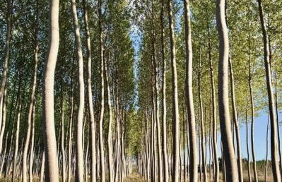 El MIRADOR DEL TORMES - Foto 34