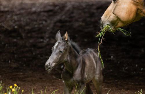Ferienwohnung mit sonniger Dachterrasse am Pferdehof - Foto 34
