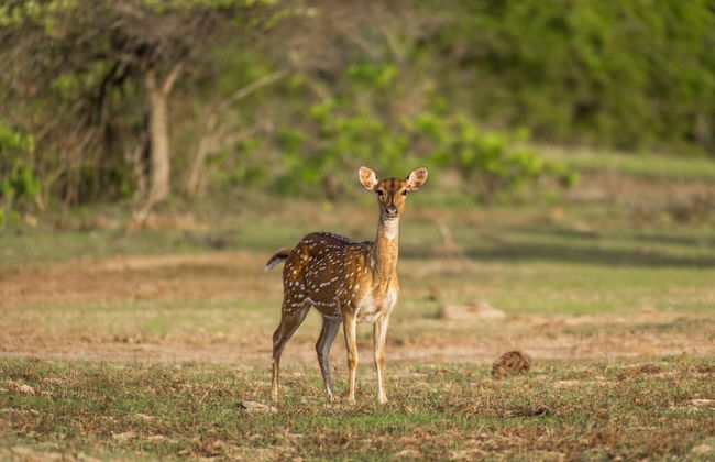 maya tangalle - Photo 21