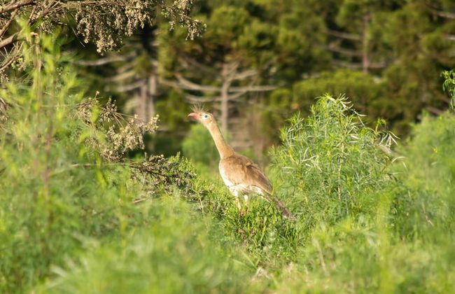 Vale Mandaçaia - Foto 33