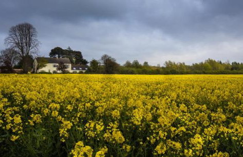 The Willows - Photo 6