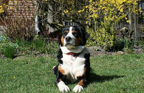 Ferienhof Wroge - Foto 3