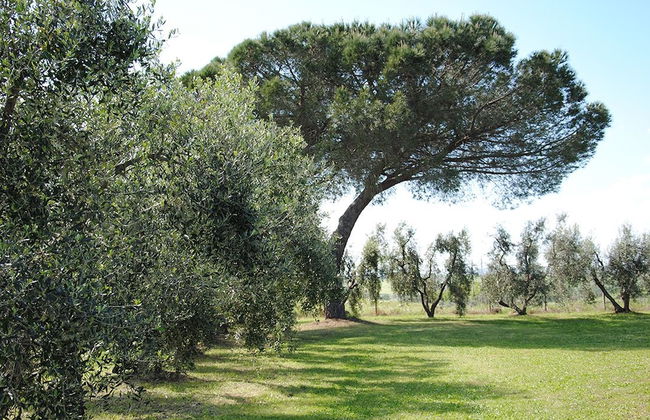 Tenuta Di Pontesodo - Foto 43