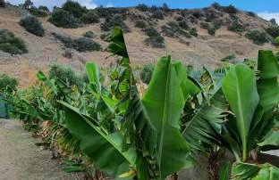 Eirini Apts On the beach - Foto 52