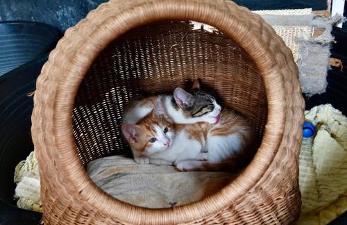 Torridge House Cottages - Foto 22