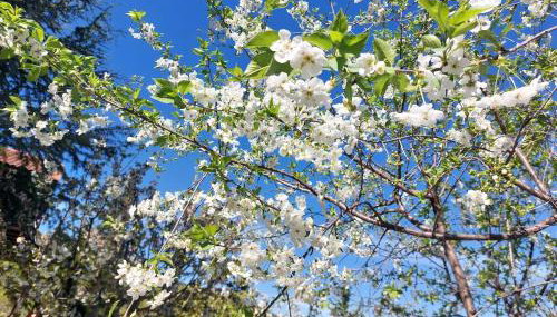 Ipati Forest Chalet - Foto 4