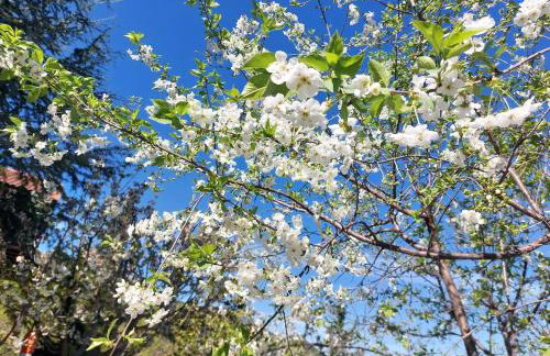 Ipati Forest Chalet - Foto 4