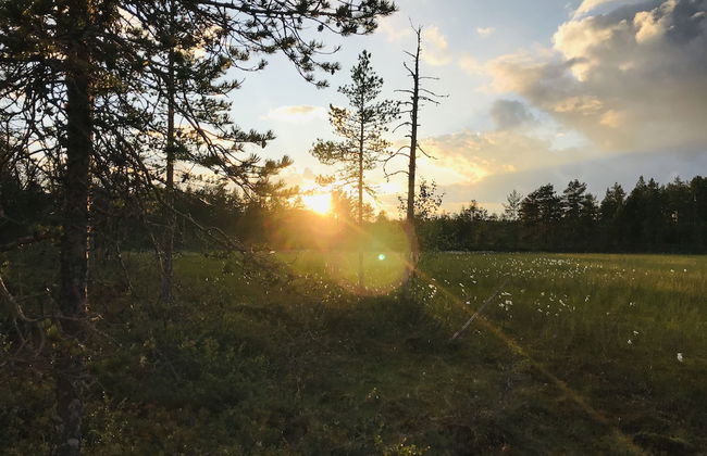 Metsä Kolo - Photo 53