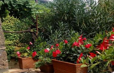 Il Vento e la Ginestra - Foto 52