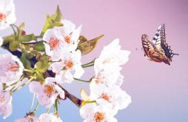 Cityappartement am Kirschberg - Foto 32