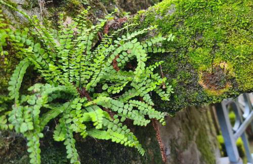 Charming and comfortable house - Foto 10