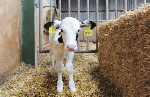 Ferienwohnung auf dem Bauernhof Reents - Foto 24