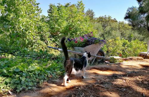 Alexander apartments - Foto 24