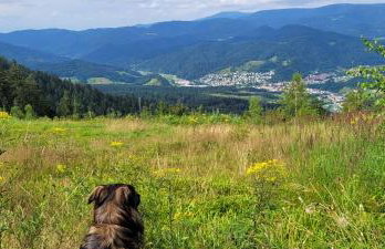 Ferienwohnungen Höflehof - Foto 7