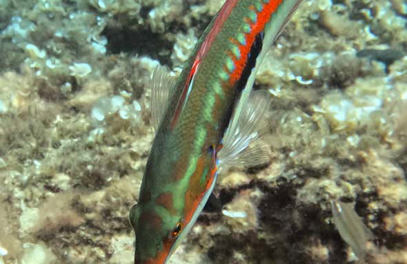 Snorkel en Cala en Brut - Foto 11