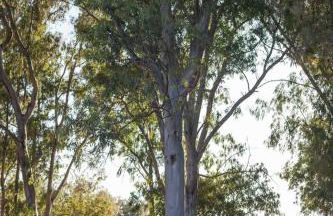 Stunning mansion in São Cristóvão - Photo 75