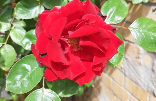 Fewo Rosenblüte am Stadtpark - Foto 7