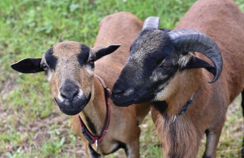 Biohof Seifert - Foto 9