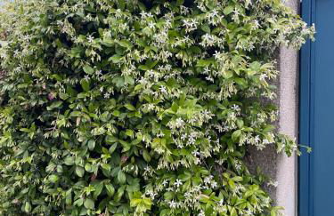 Midori-an 緑庵 - The Garden - Foto 72