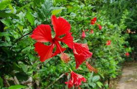 Casa 4 dorms 2 suites - localização perfeita no centrinho e rodeada de natureza - Foto 34