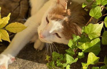 Domaine de Cazal - Gîte 4 pers avec piscine au cœur de 26 hectares de nature préservée - Foto 24