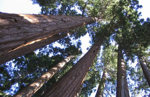 Fivespot Cabin - Foto 45