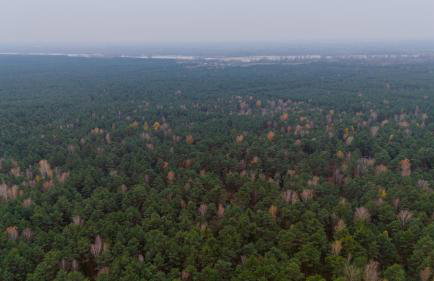 Na Las Czas, Wilga - Foto 52