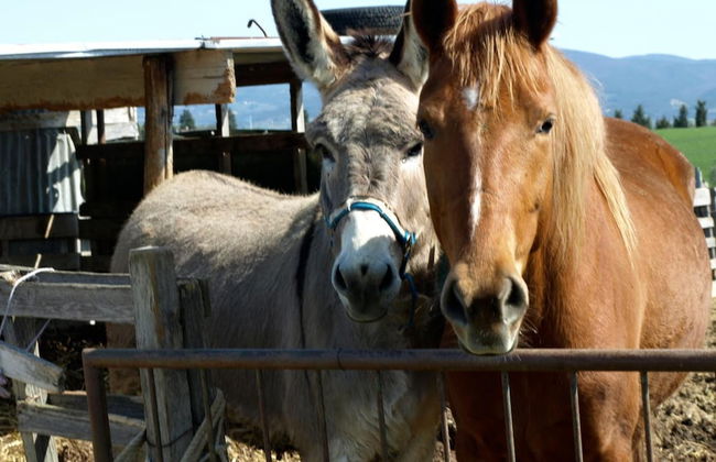 Agriturismo Il Giogo - Photo 18