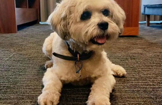 The Palms Apartments - Foto 13