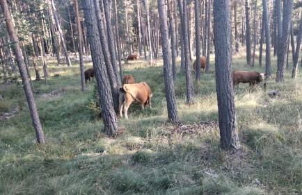 Ático con chimenea en Bronchales - Foto 55