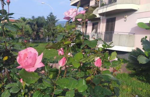 aranceto dell'Etna - Foto 51