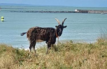 Petite maison bord de mer - Foto 6