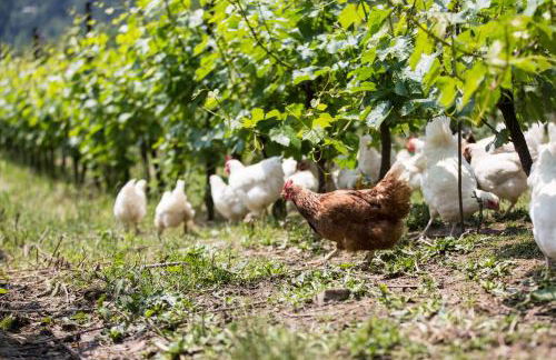 Polisena L'Altro Agriturismo Veg - Foto 37
