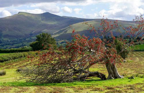 Picturesque 2 Bedroom Miners Cottage Near Bike Park Wales & Brecon Beacons - Photo 11