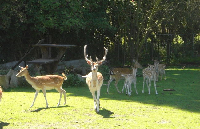 Holiday Home in Bergen op Zoom With Garden - Foto 28