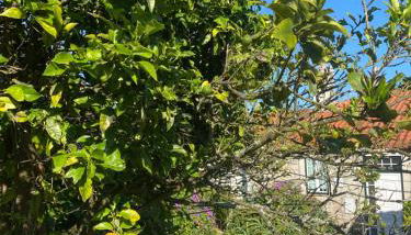 Casa do Carqueijo - Foto 3, Garden view