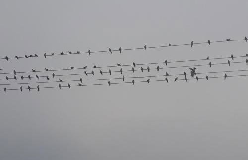 Pucówka na skraju Puszczy Białowieskiej - Foto 23