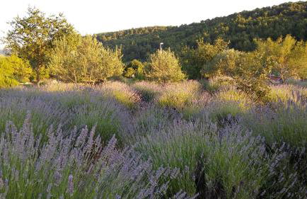 Apartmani Goga - Foto 41