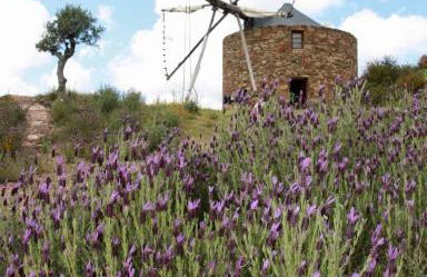 Moinho da Fadagosa - Foto 19