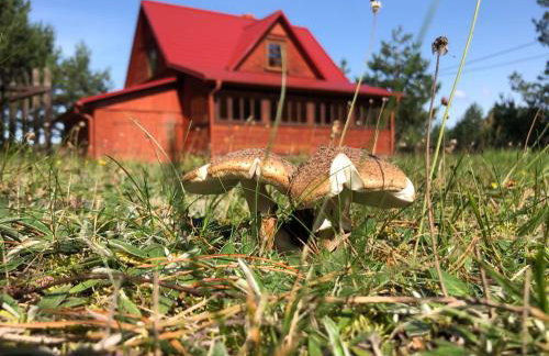 Drewniany Domek z Bali nad Bugiem - Foto 1