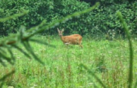 Ferienhaus Bergblick - mit Sauna und Dampfbad und Yacuzzi - Foto 33