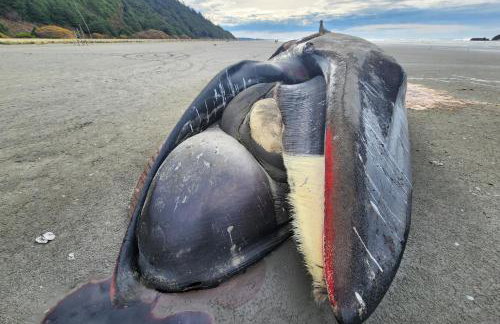 Rocks Cabin - Foto 11